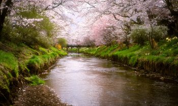 The Sakura Stream