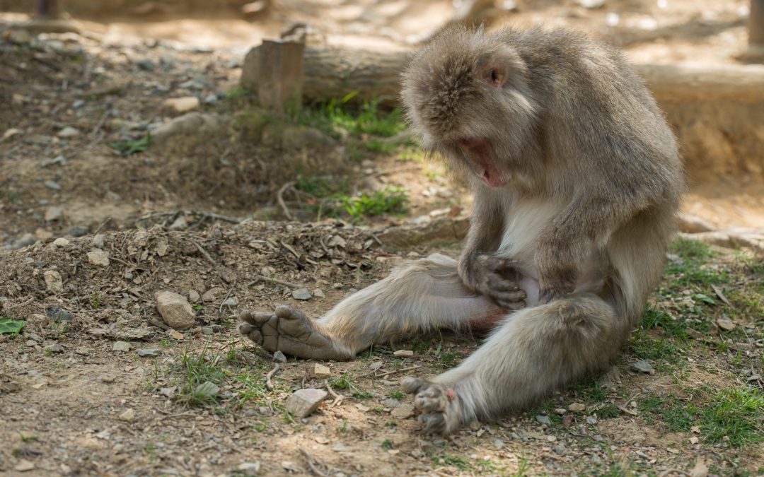 Monkeys Looking at Things