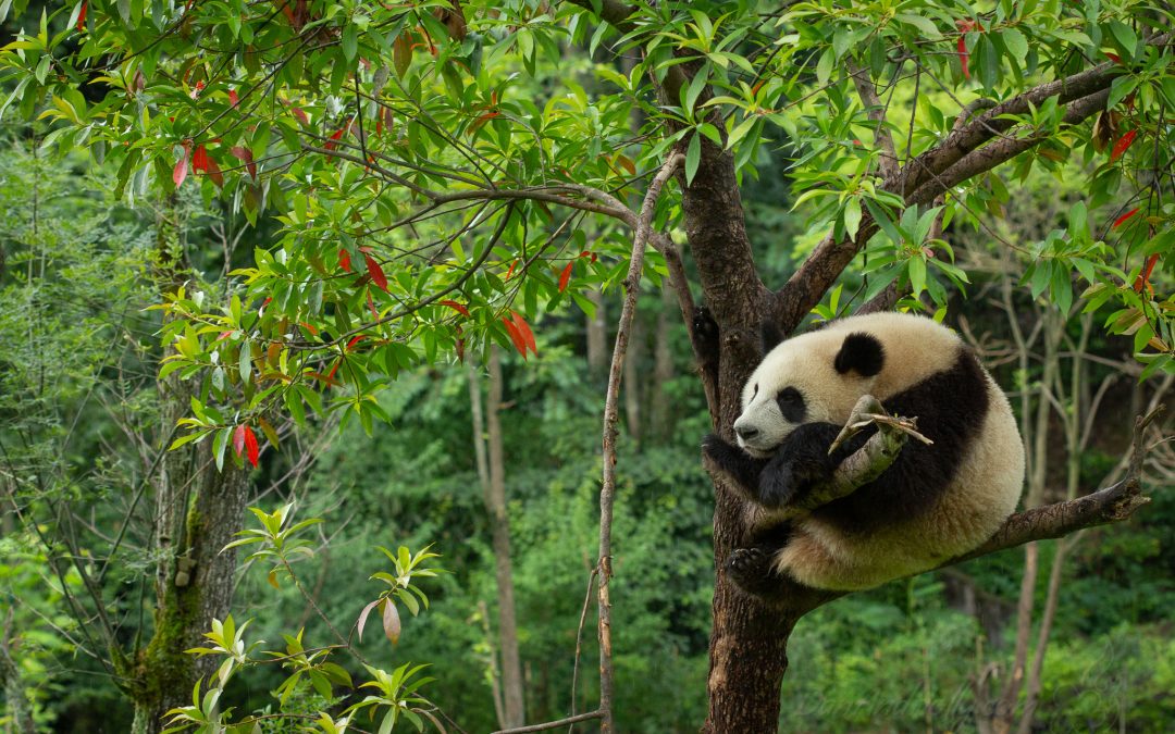 Panda Paradise