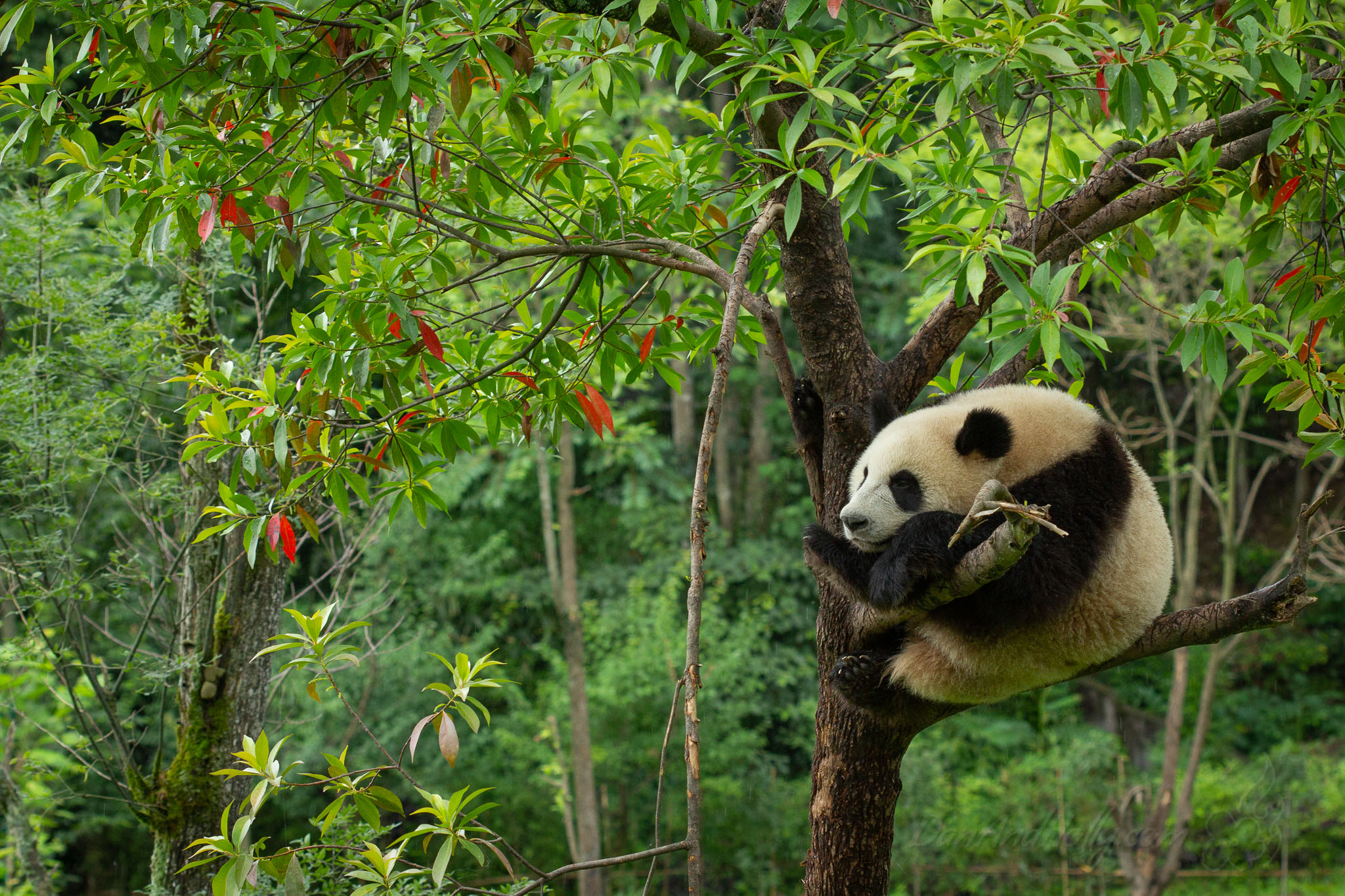 Panda Paradise 