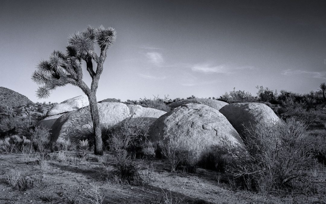 A Study of Joshua Tree National Park in Black and White