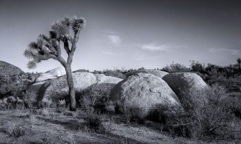 A Study of Joshua Tree National Park in Black and White