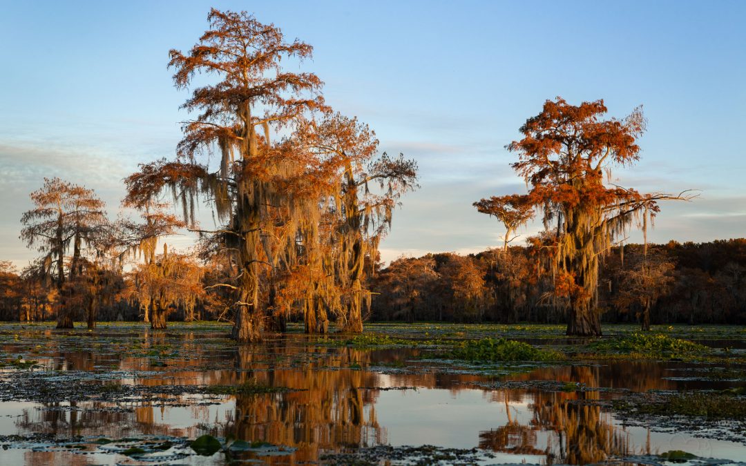 The Bayou at Sunset