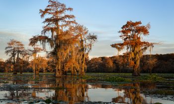 The Bayou at Sunset