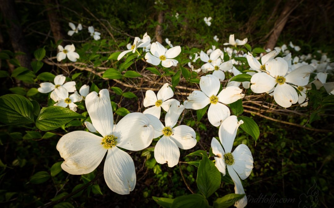Dogwoods from the Farm