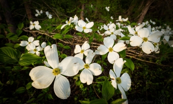 Dogwoods from the Farm