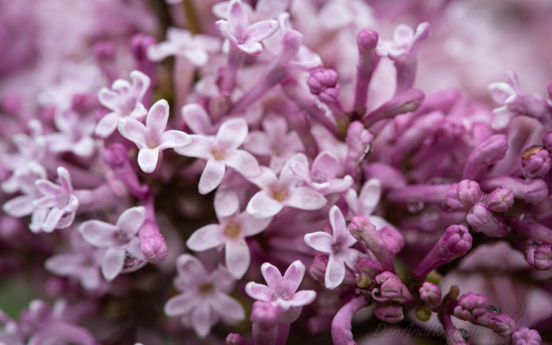 Lilac