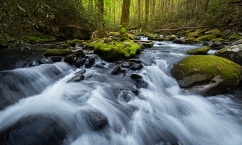 A Full Stream with Spring Greens