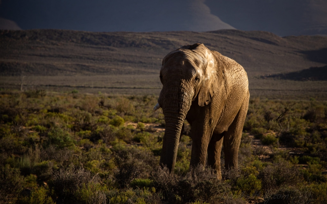 The Elephant and the Lions