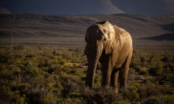 The Elephant and the Lions