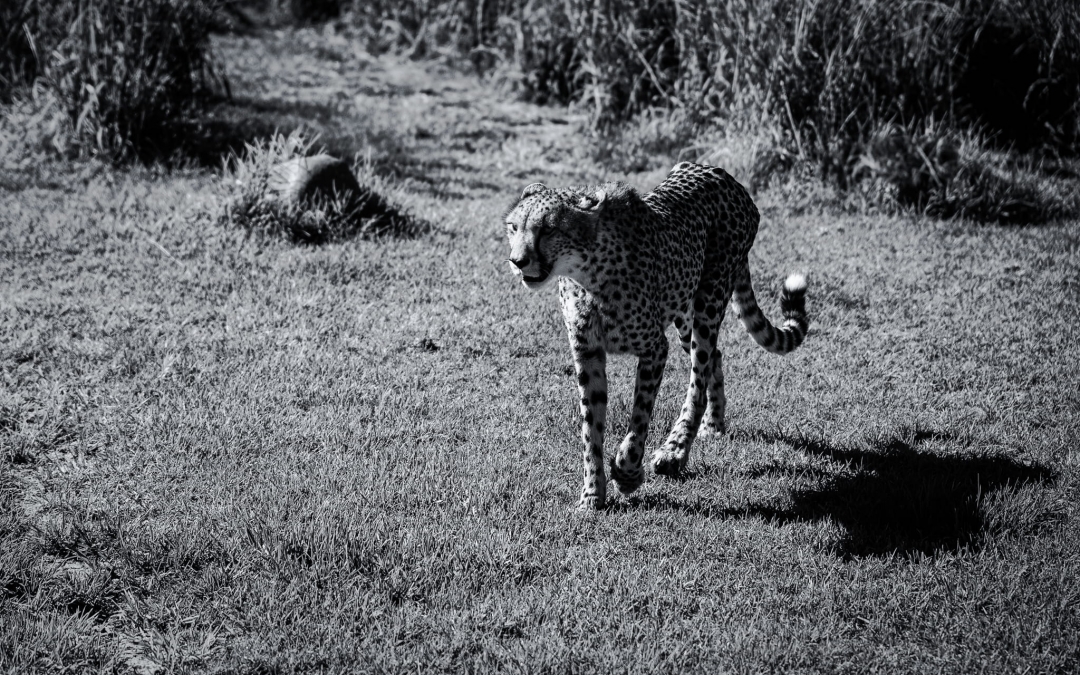 Meeting the Cheetahs at Ashia Cheetah Sanctuary