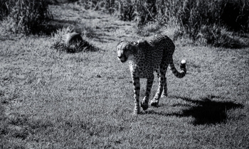 Meeting the Cheetahs at Ashia Cheetah Sanctuary