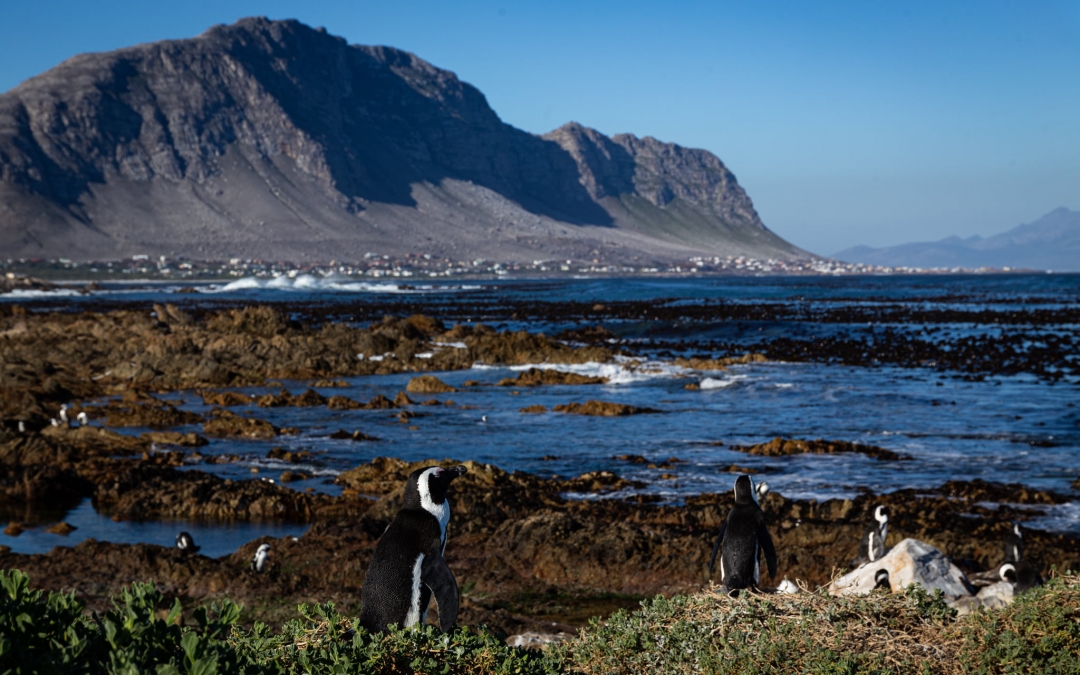 Penguins of South Africa