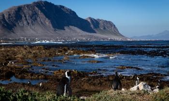 Penguins of South Africa