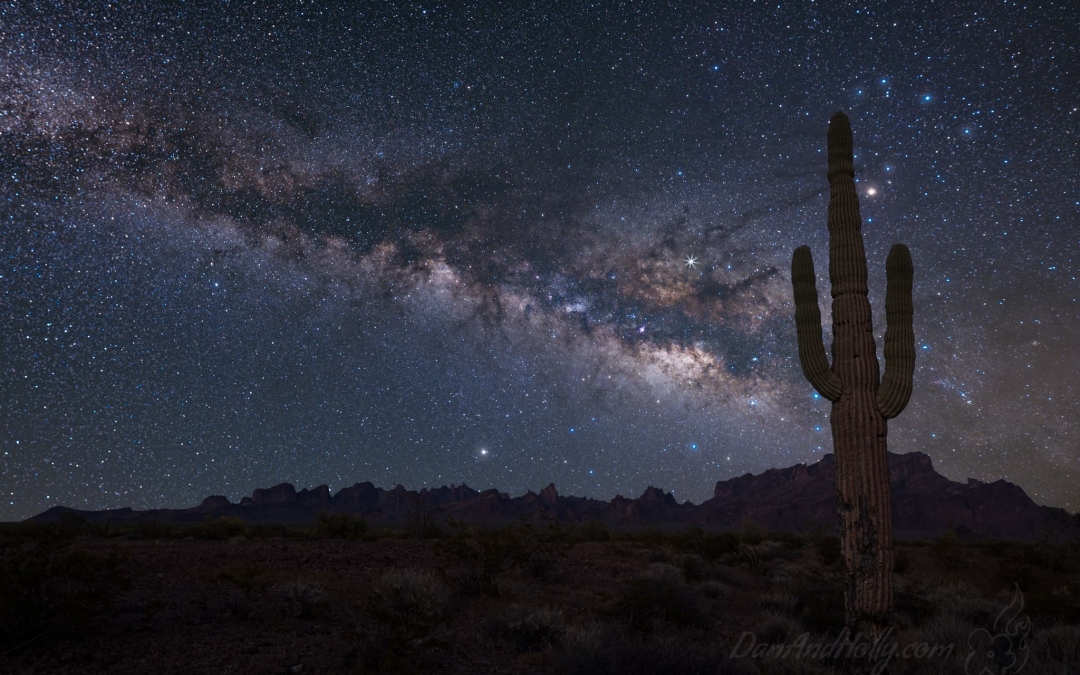 Cactus Under the Stars