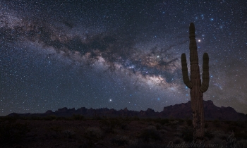 Cactus Under the Stars