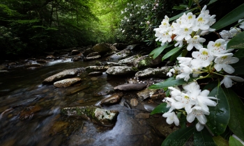Rhododendron in Bloom By the Stream