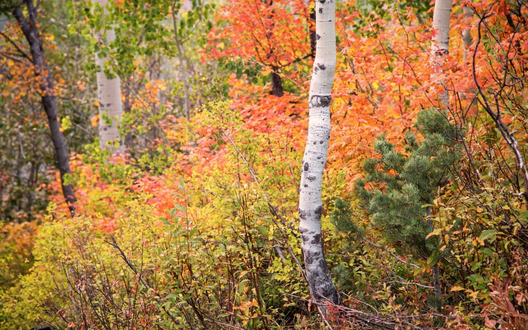 Aspen Trees and Autumn Colors