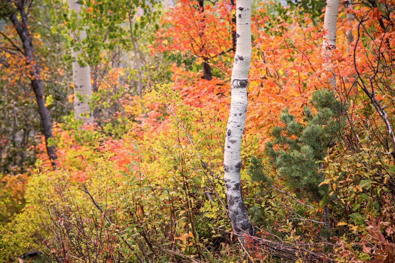 Aspen Trees and Autumn Colors - danandholly.com