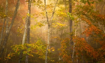 Fog in the Trees
