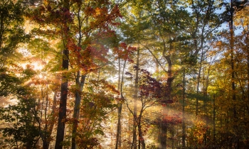 Light Bursting Forth
