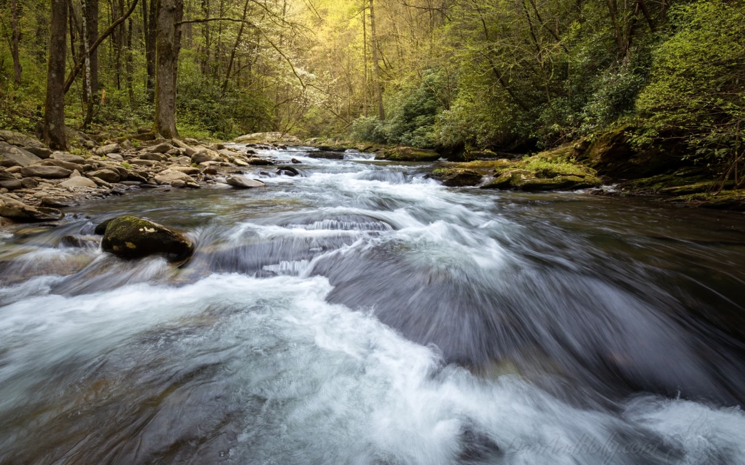 Spring on Citico Creek