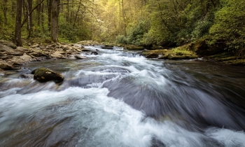 Spring on Citico Creek