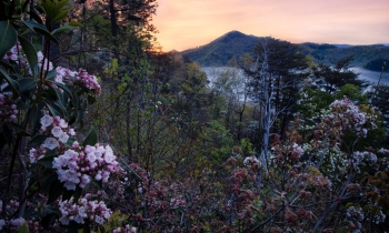 Mountain Laurels at Sunrise