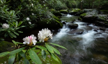 Rhodis by Thunderhead Prong