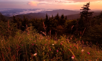 Summer Flowers at Sunset