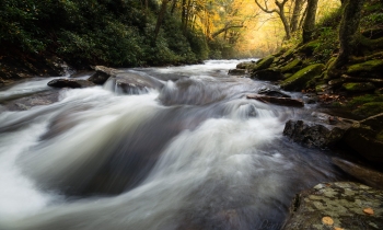 Autumn Along the Walker Camp Prong
