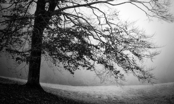 Late Fall Mood in the Yard