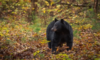 Black Bear in Fall Colors