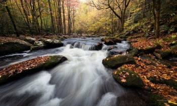 2020 Autumn Stream Scene Extravaganza