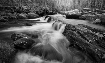 Along Lynn Camp Prong