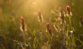 Playing in the Clover