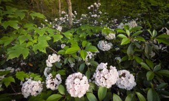 Mountain Laurel Galore!