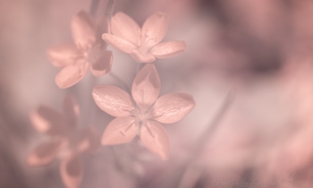 Spring Flowers in Infrared