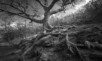 The Roots – Fun with Infrared