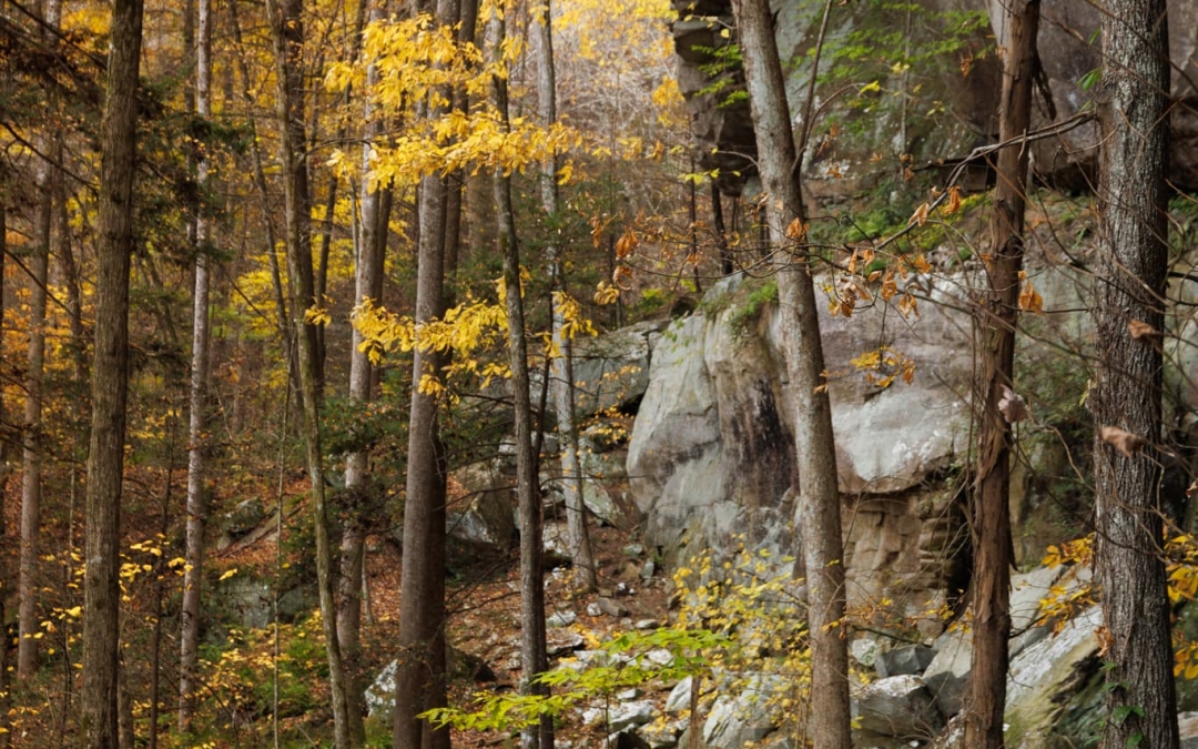 Autumn on the Honey Creek Trail