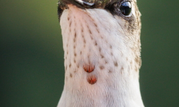Portrait of a Hummingbird
