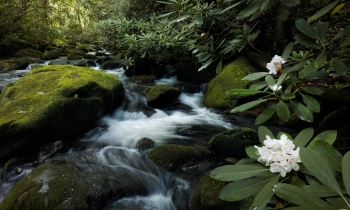 Rhododendron Along Jakes Creek