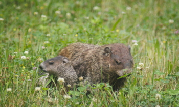 Groundhogs Galore!
