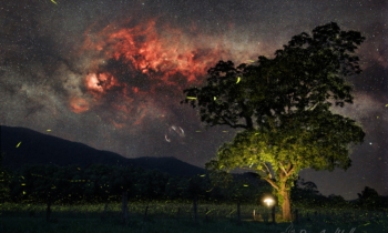 Fireflies and the Swan