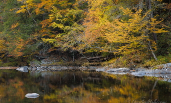 Fall Reflections