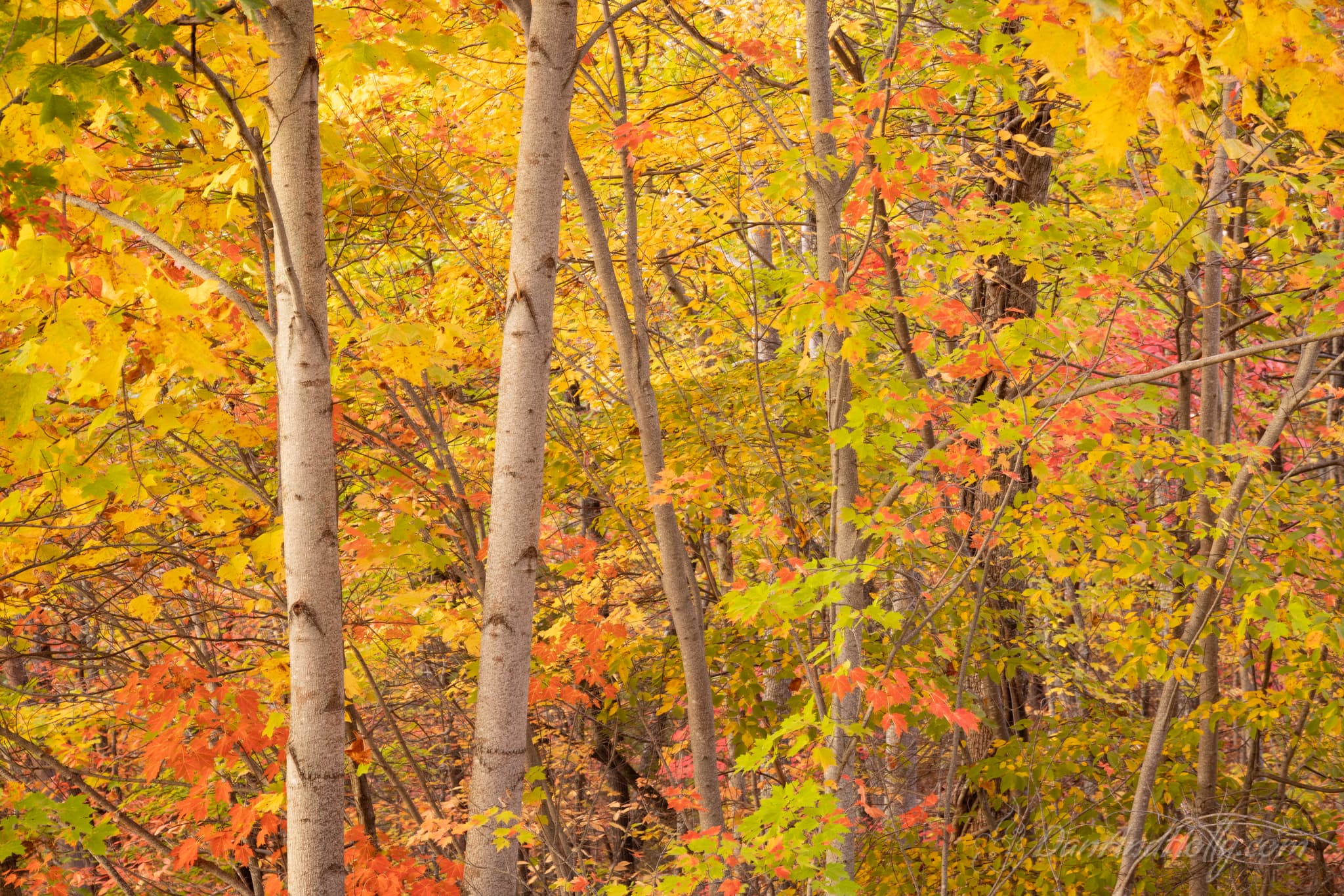 Downtown Knoxville in Fall Colors