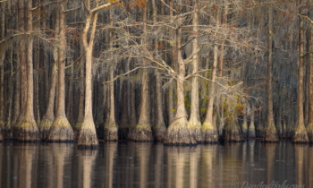 Pond Cypress in Georgia