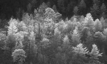 In the Shadows of the Trees