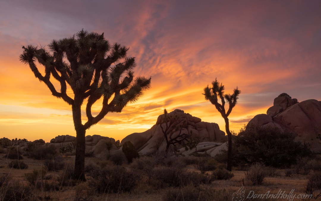 Desert Sunrise