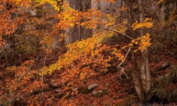 Autumn Brilliance – 2023